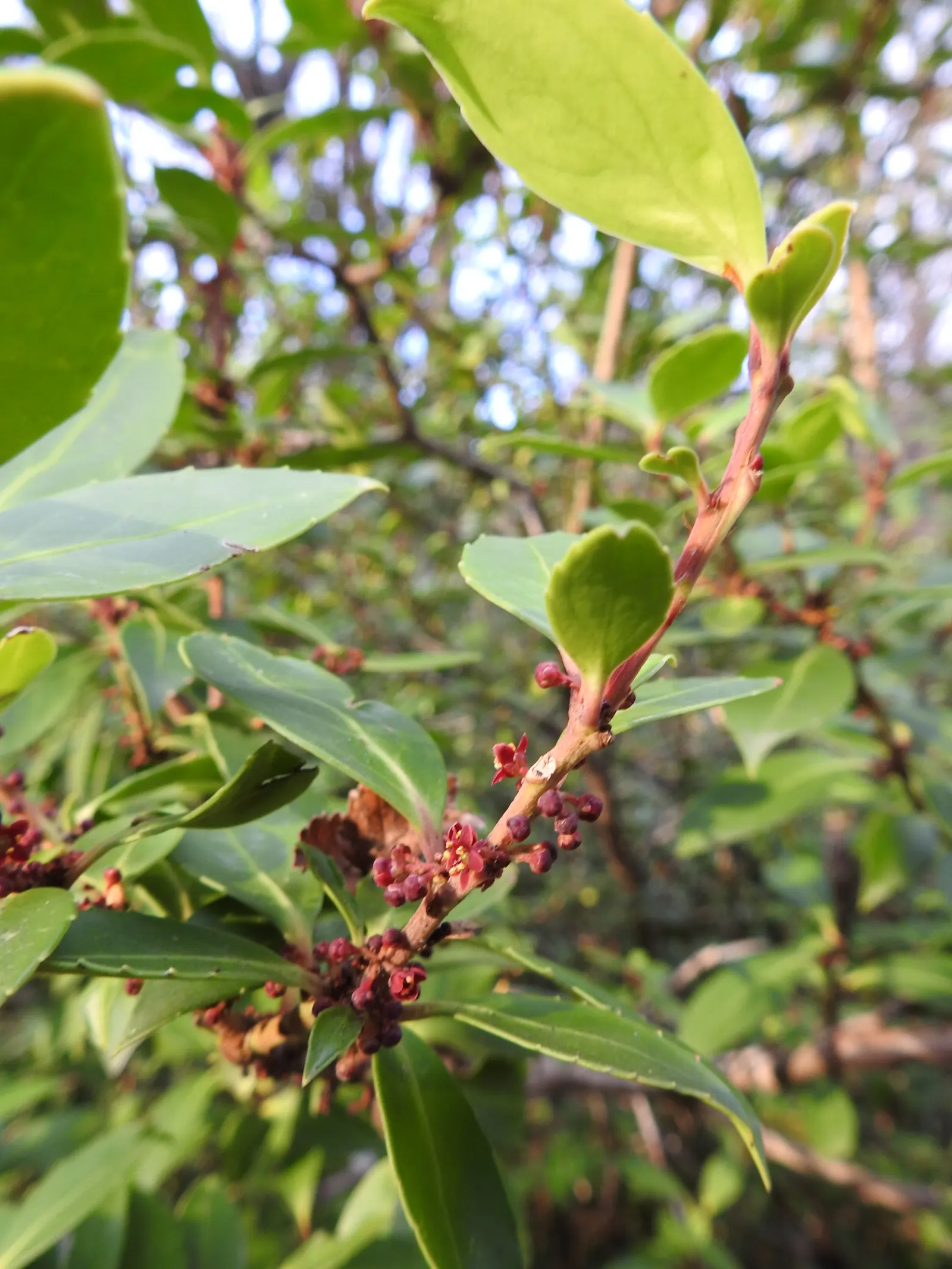 Mayten Tree (Maytenus Boaria) — notably Chile and Argentina