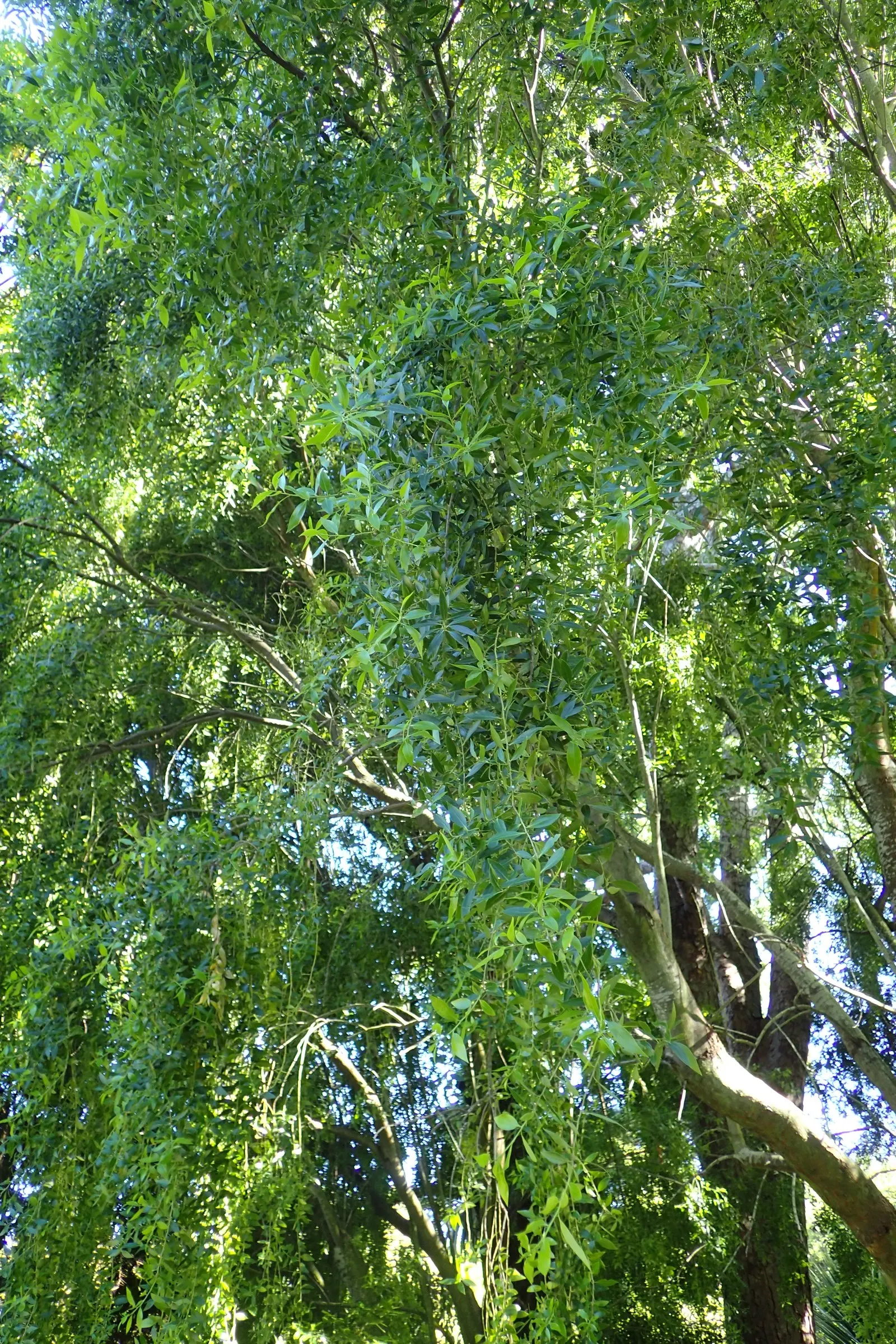 Mayten Tree (Maytenus Boaria) — Its non-invasive root system makes it suitable for locations near paths or structures