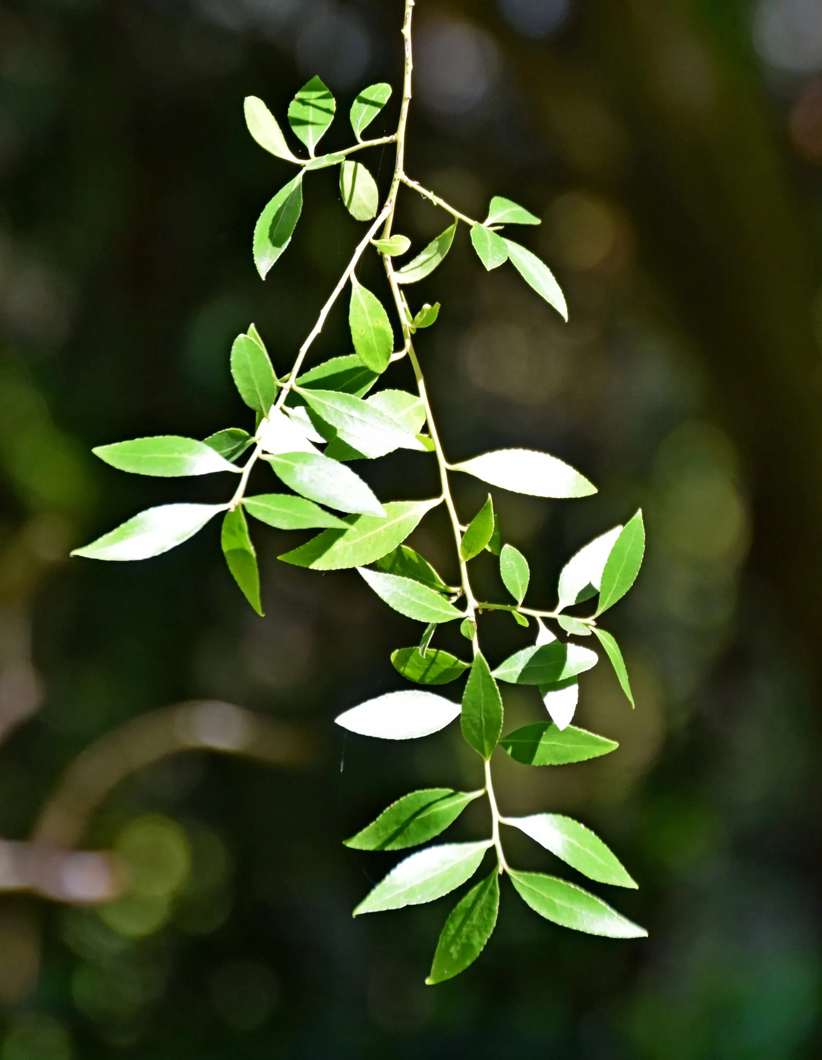 Mayten Tree (Maytenus Boaria) — this tree is recognized for its fine; it should be situated in full sun to partial shade, image 82