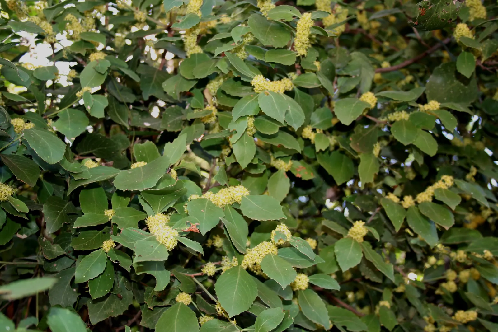 Mayten Tree (Maytenus Boaria) — It thrives best in USDA hardiness zones 8-11 and prefers well-draining soil