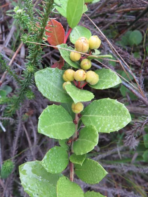 Mayten Tree (Maytenus Boaria) — the Mayten Tree forms a naturally rounded canopy; as a graceful addition to any landscape, image 84