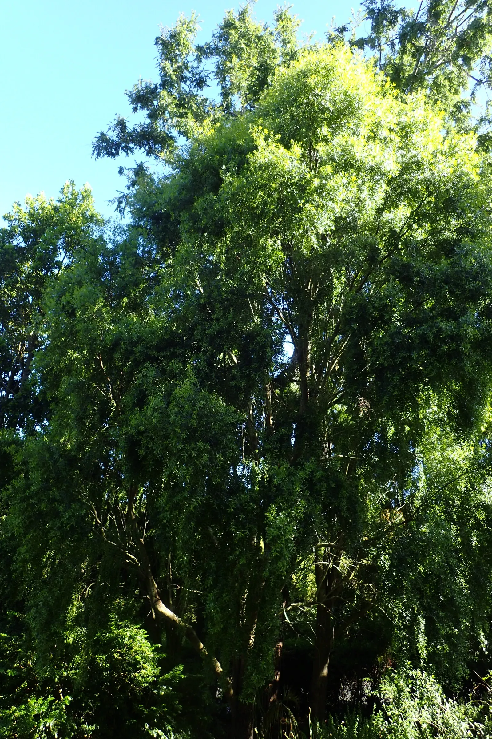 Mayten Tree (Maytenus Boaria) — requiring minimal supplemental watering.<br><br>For optimal growth