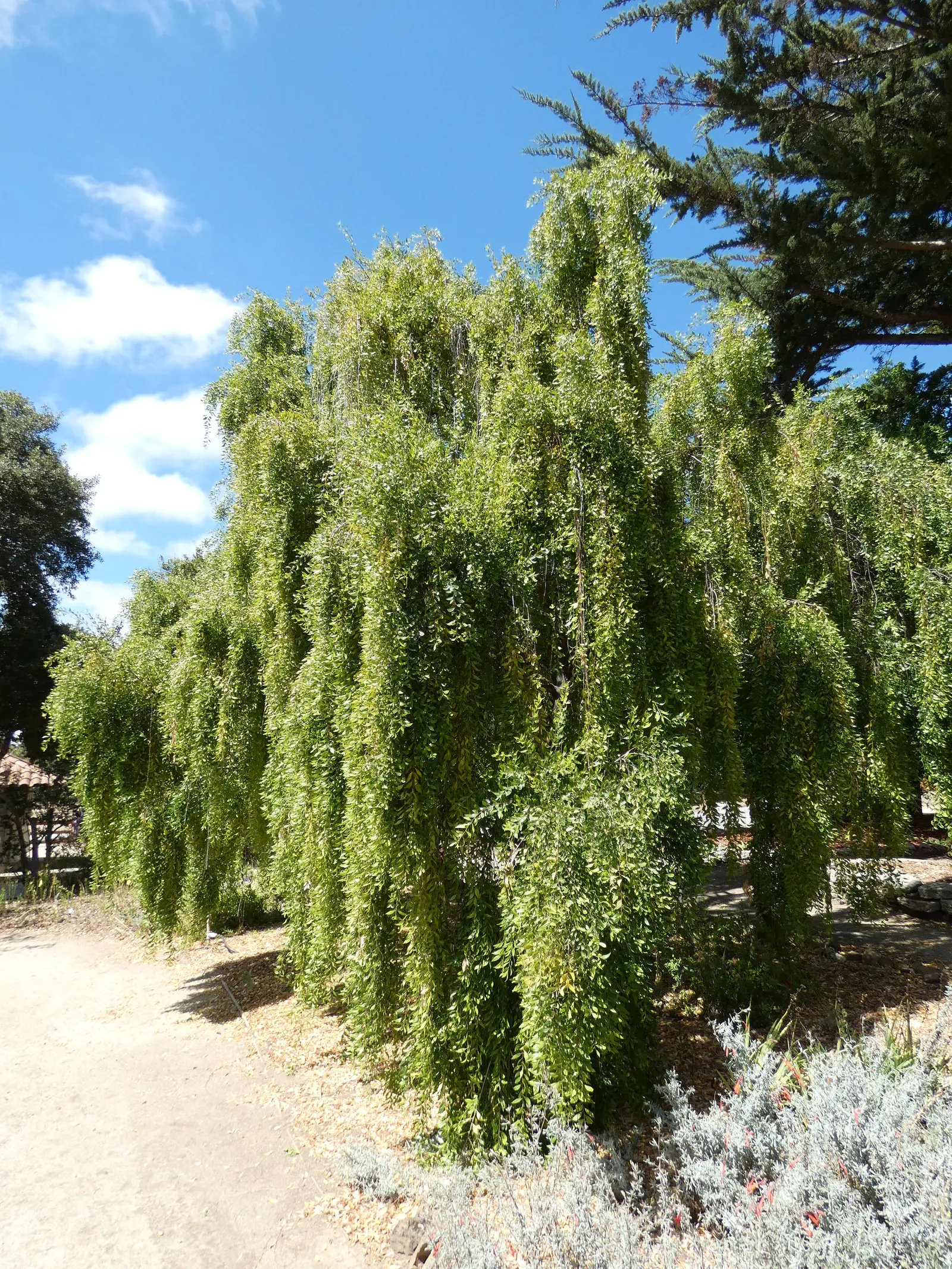 Mayten Tree (Maytenus Boaria) — it should be situated in full sun to partial shade; this tree is recognized for its fine, image 91