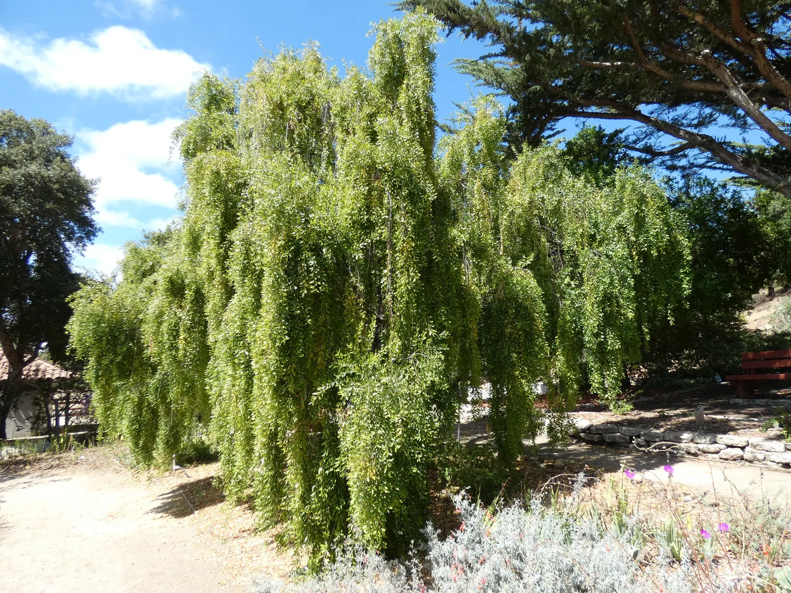Mayten Tree (Maytenus Boaria) — albeit accommodating various soil types; providing a subtle sense of enclosure without overwhelming the space, image 88