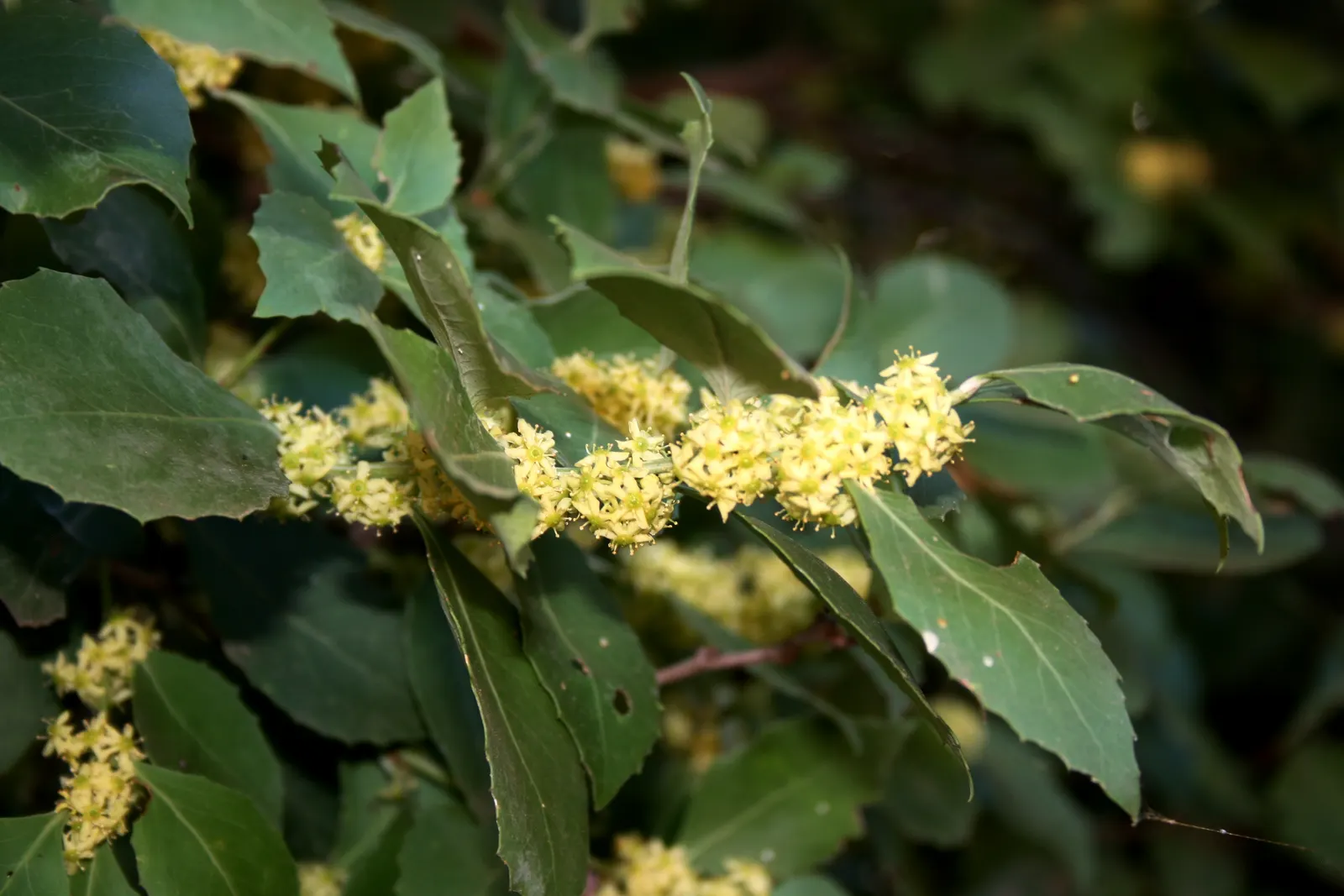 Mayten Tree (Maytenus Boaria) — albeit accommodating various soil types