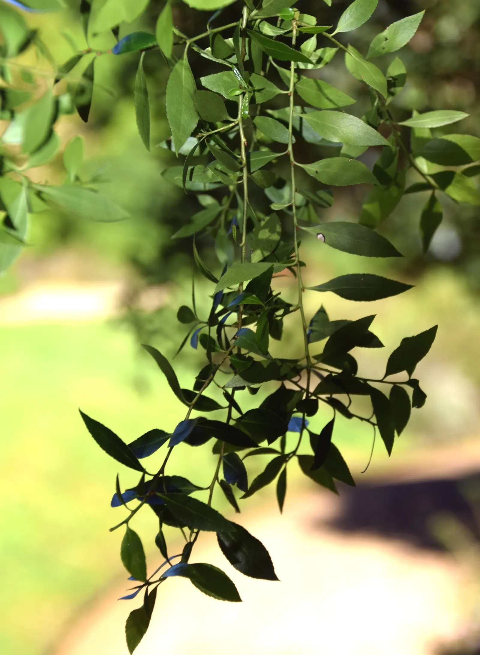 Mayten Tree (Maytenus Boaria) — providing a subtle sense of enclosure without overwhelming the space; albeit accommodating various soil types, image 85
