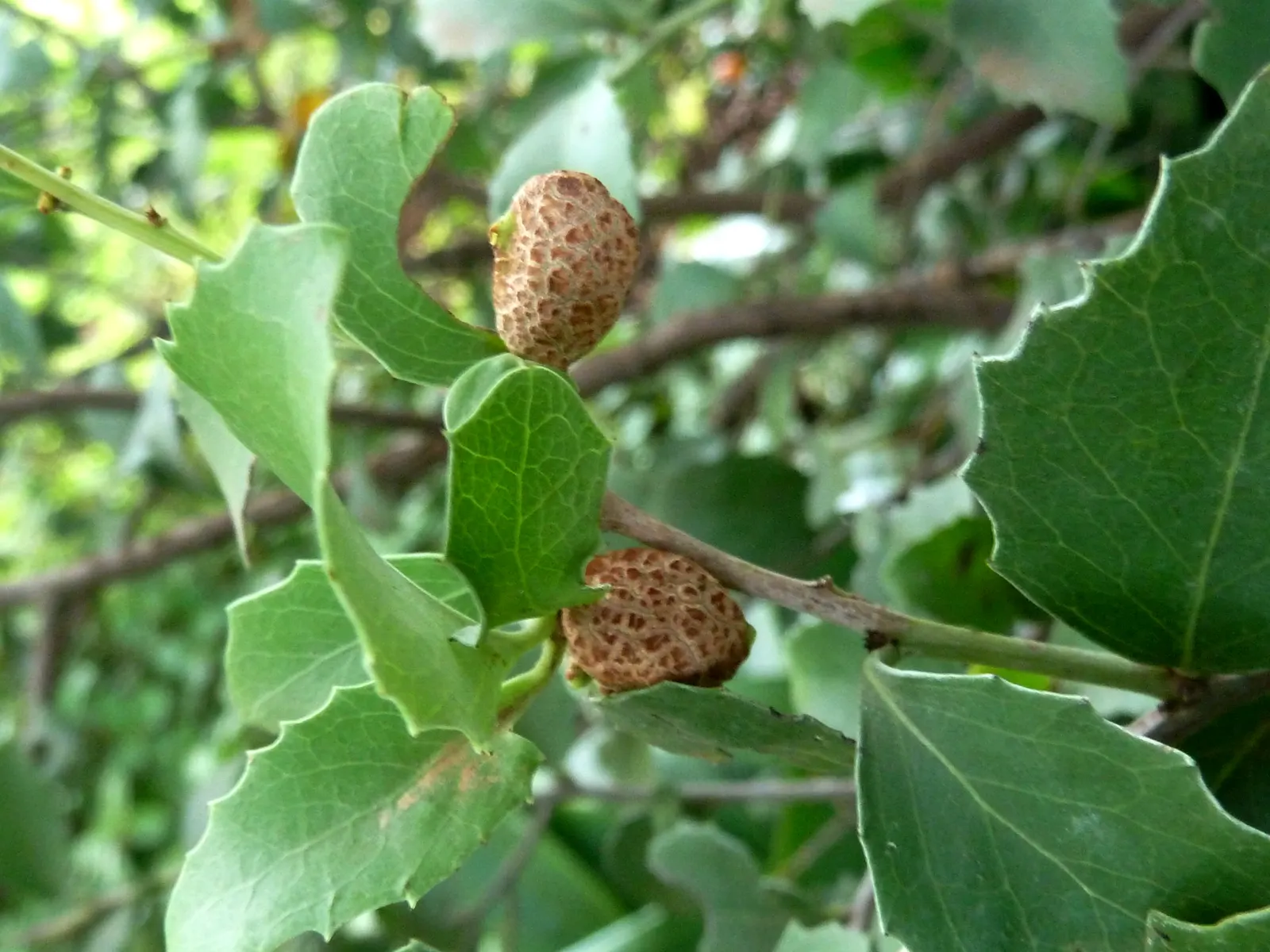 Mayten Tree (Maytenus Boaria) — This canopy offers dappled shade