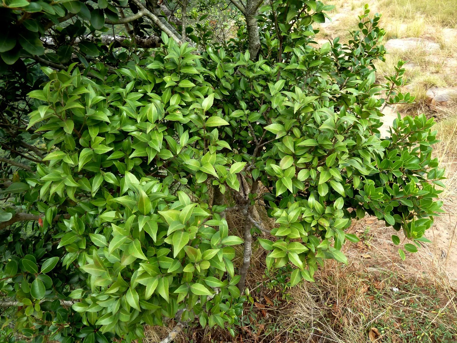 Mayten Tree (Maytenus Boaria) — Its slender branches and small leaves create a soft, lacy canopy, offering light, dappled shade