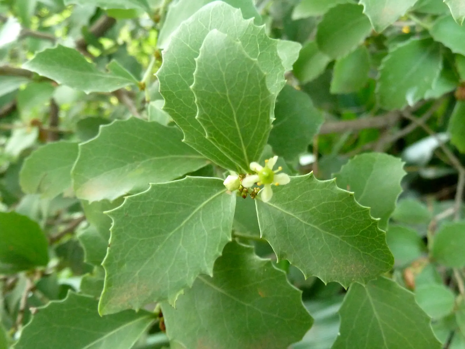 Mayten Tree (Maytenus Boaria) — almost feathery appearance