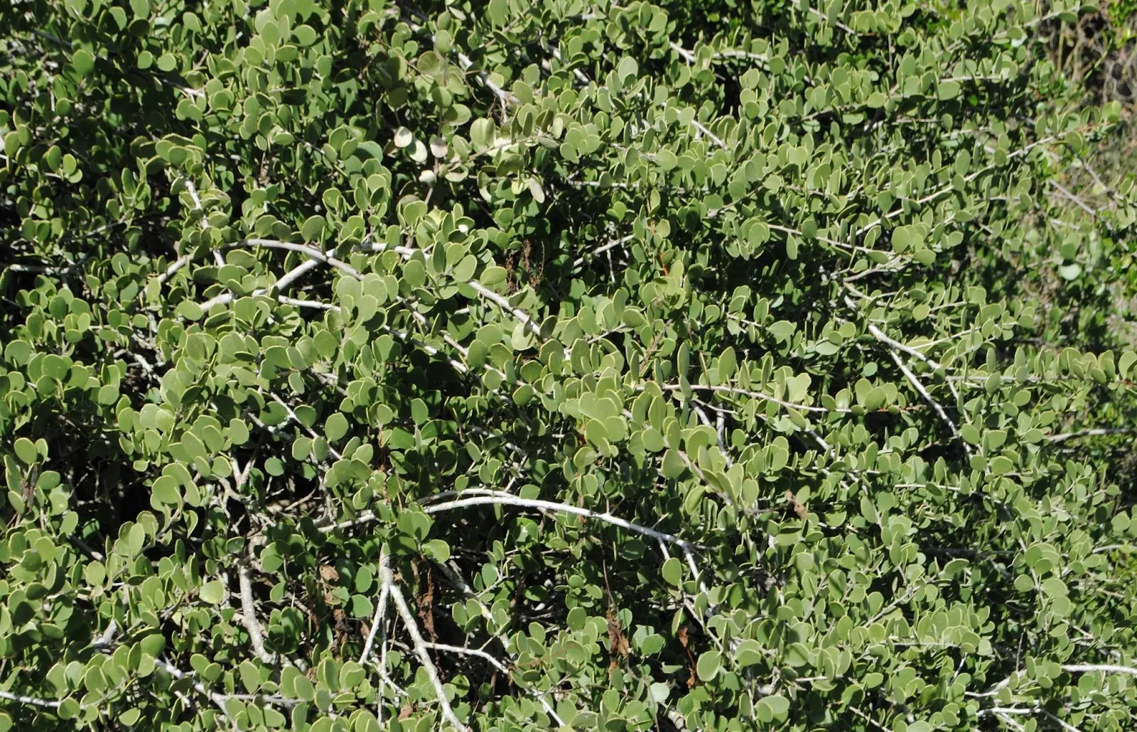 Mayten Tree (Maytenus Boaria) — Regular pruning maintains its shape, and it tolerates urban pollution