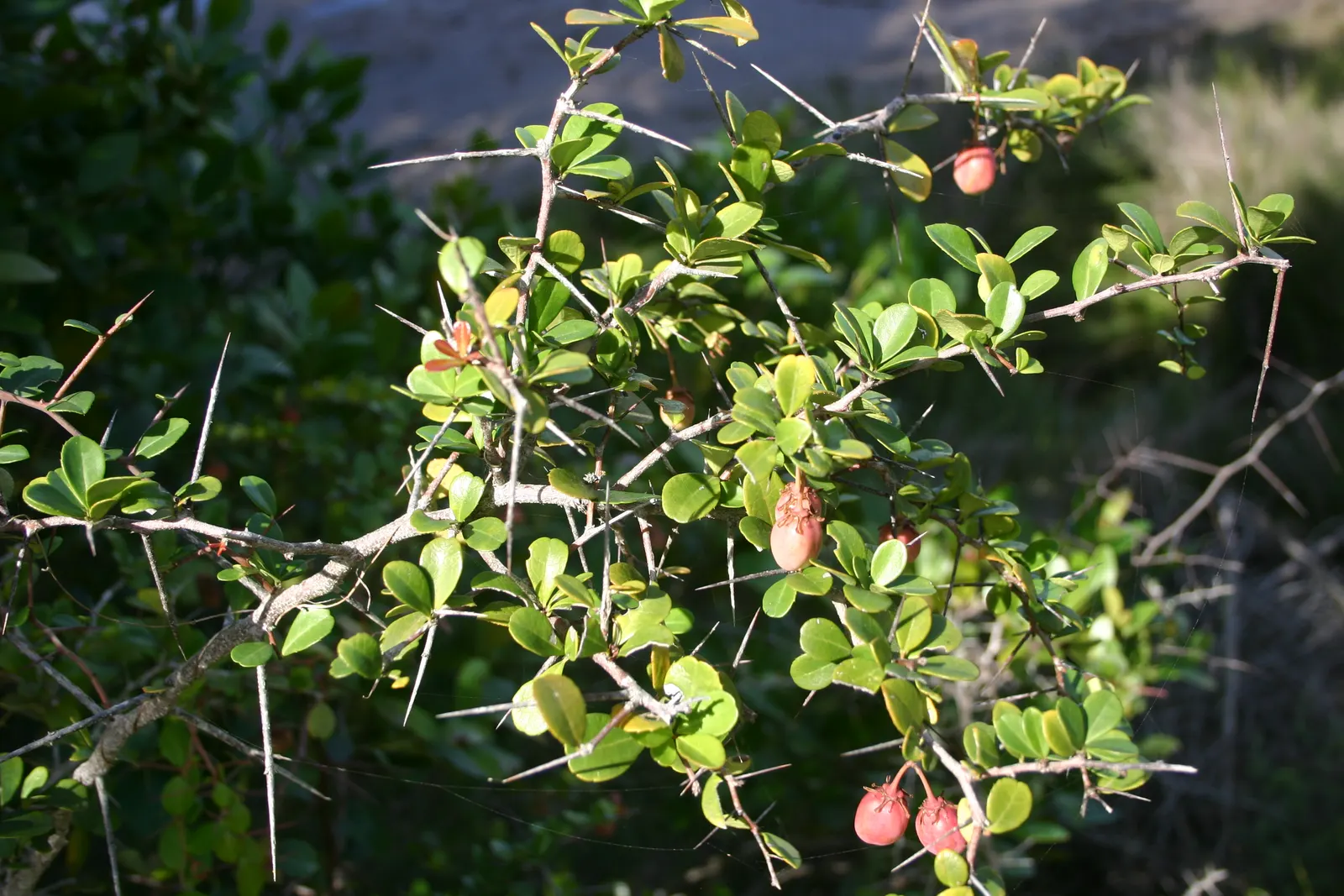 Mayten Tree (Maytenus Boaria) — As a graceful addition to any landscape