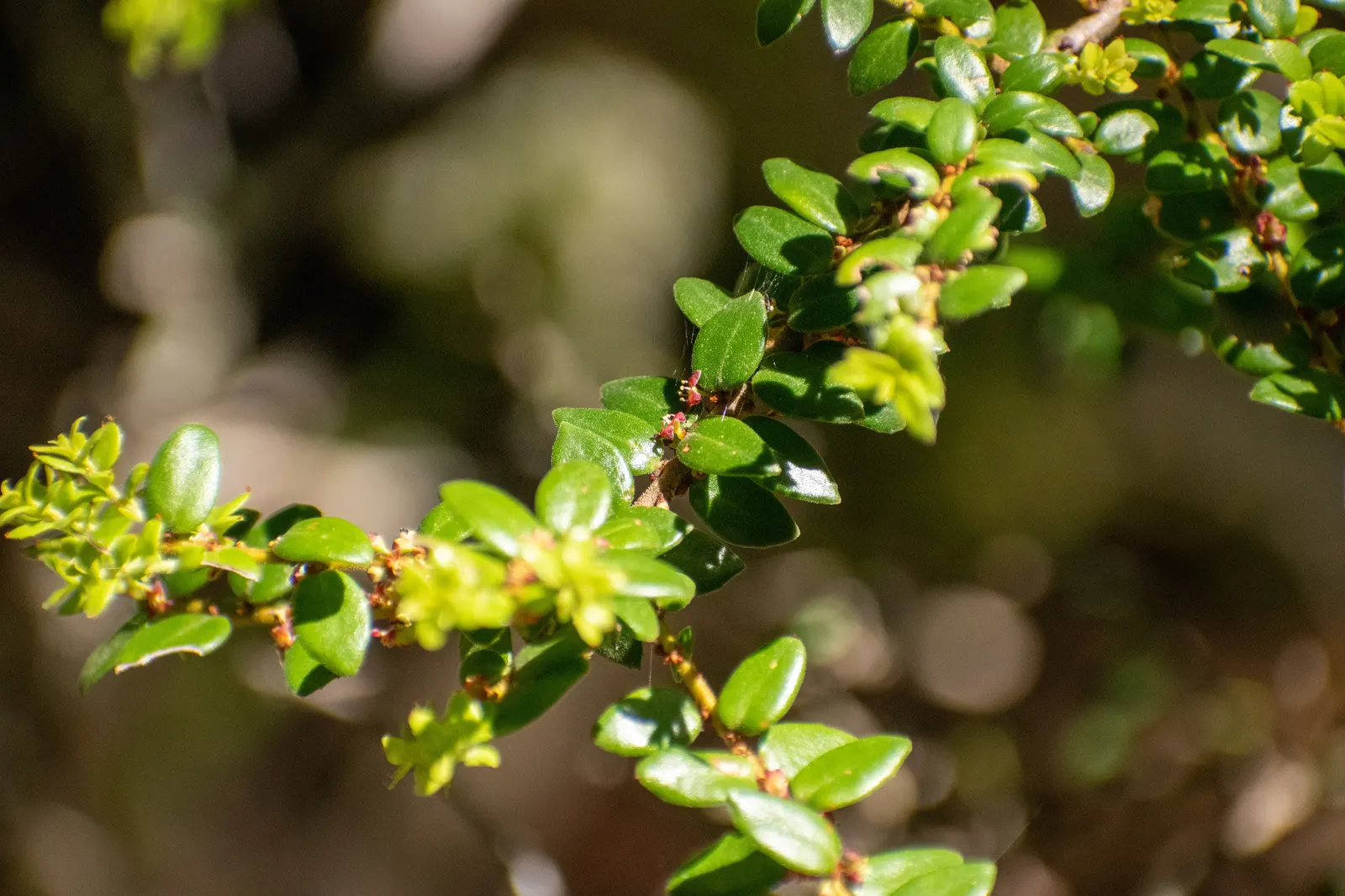 Mayten Tree (Maytenus Boaria) — inconspicuous greenish-white flowers; is an elegant and versatile evergreen species hailing from South America