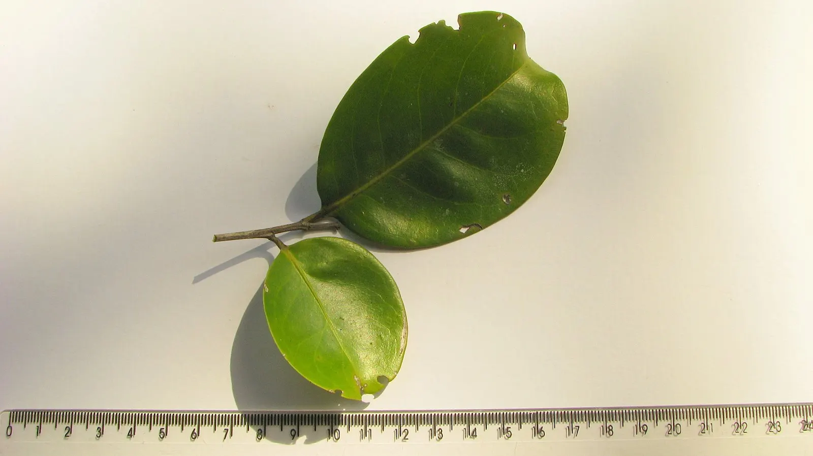 Mayten Tree (Maytenus Boaria) — scientifically named Maytenus boaria; it thrives best in USDA hardiness zones 8-11 and prefers well-draining soil