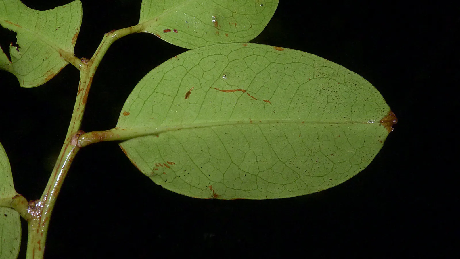 Mayten Tree (Maytenus Boaria) — inconspicuous greenish-white flowers