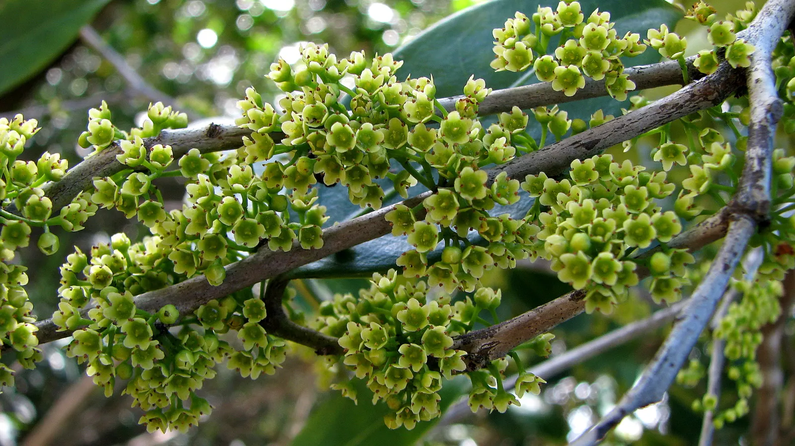 Mayten Tree (Maytenus Boaria) — It thrives best in USDA hardiness zones 8-11 and prefers well-draining soil; scientifically named Maytenus boaria