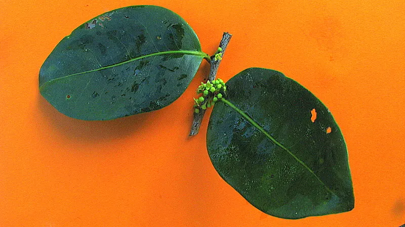Mayten Tree (Maytenus Boaria) — almost feathery appearance; with its fine weeping foliage, the Mayten grows to a height of 20-30 feet and spreads, image 83
