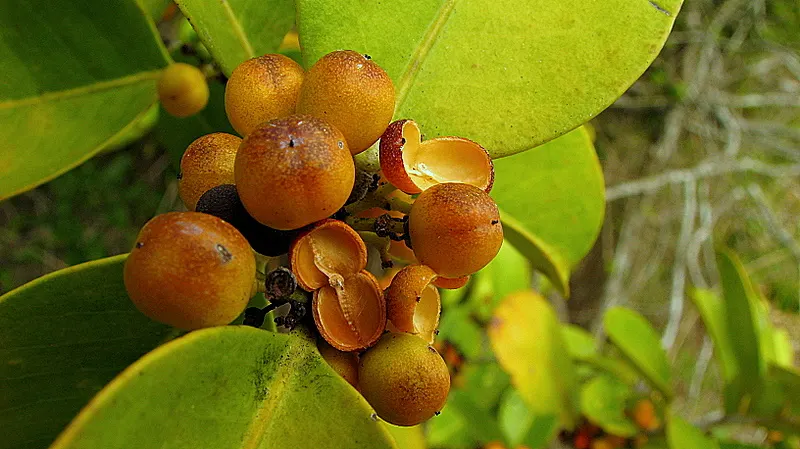 Mayten Tree (Maytenus Boaria) — The Mayten Tree, Maytenus boaria, is an elegant evergreen, ideal for grace and texture in landscapes; regular pruning maintains