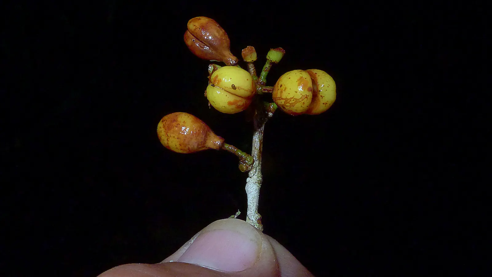 Mayten Tree (Maytenus Boaria) — the Mayten Tree offers subtle