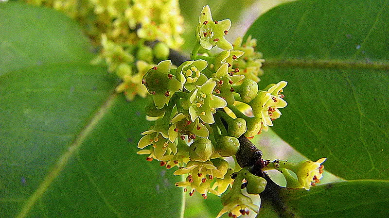 Mayten Tree (Maytenus Boaria) — With its fine weeping foliage, the Mayten grows to a height of 20-30 feet and spreads 15-20 feet wide; almost feathery