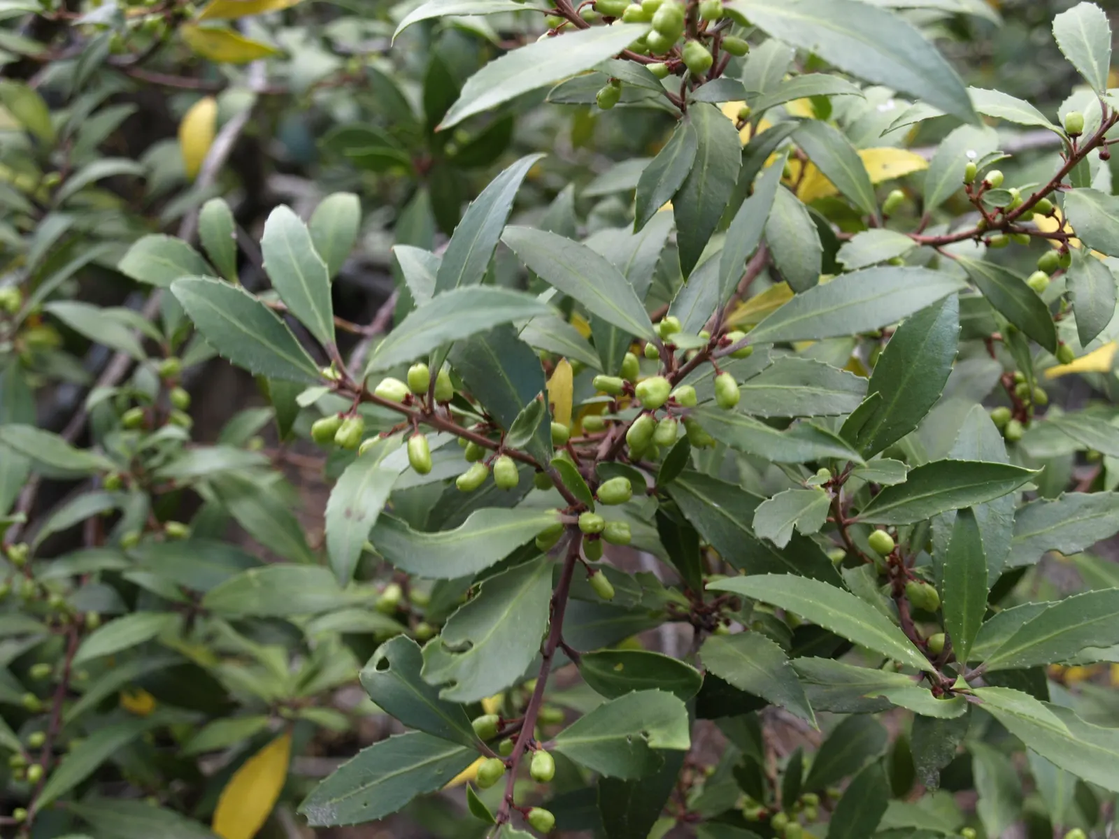 Mayten Tree (Maytenus Boaria) — the Mayten Tree offers subtle; tree for full