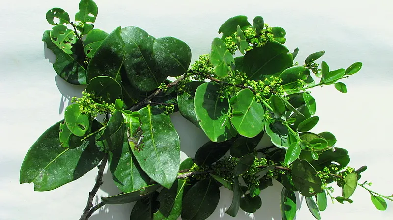Mayten Tree (Maytenus Boaria) — tree for full