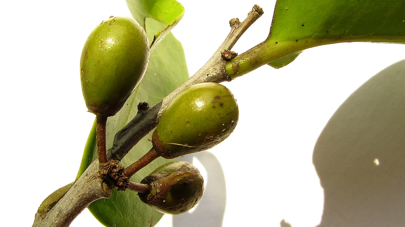 Mayten Tree (Maytenus Boaria) — requiring minimal supplemental watering.<br><br>For optimal growth; adaptable to varied soils, it prefers full sun, image 90