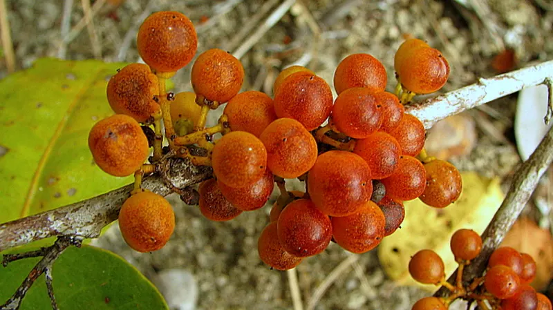 Mayten Tree (Maytenus Boaria) — the Mayten Tree forms a naturally rounded canopy; as a graceful addition to any landscape