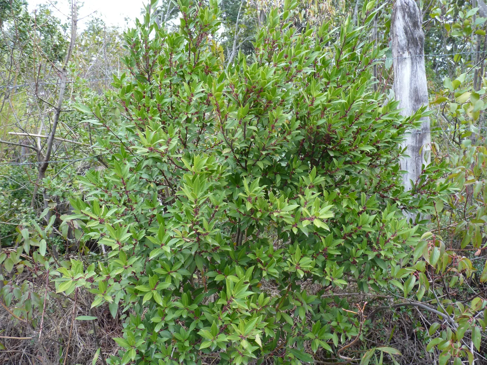 Mayten Tree (Maytenus Boaria) — Its non-invasive root system makes it suitable for locations near paths or structures; the tree is drought-tolerant once
