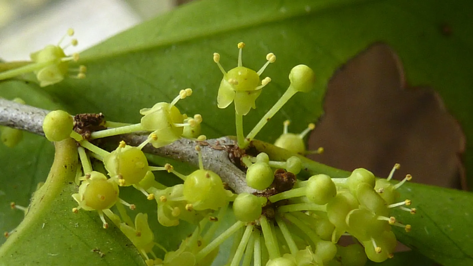 Mayten Tree (Maytenus Boaria) — It thrives best in USDA hardiness zones 8-11 and prefers well-draining soil; scientifically named Maytenus boaria, image 87