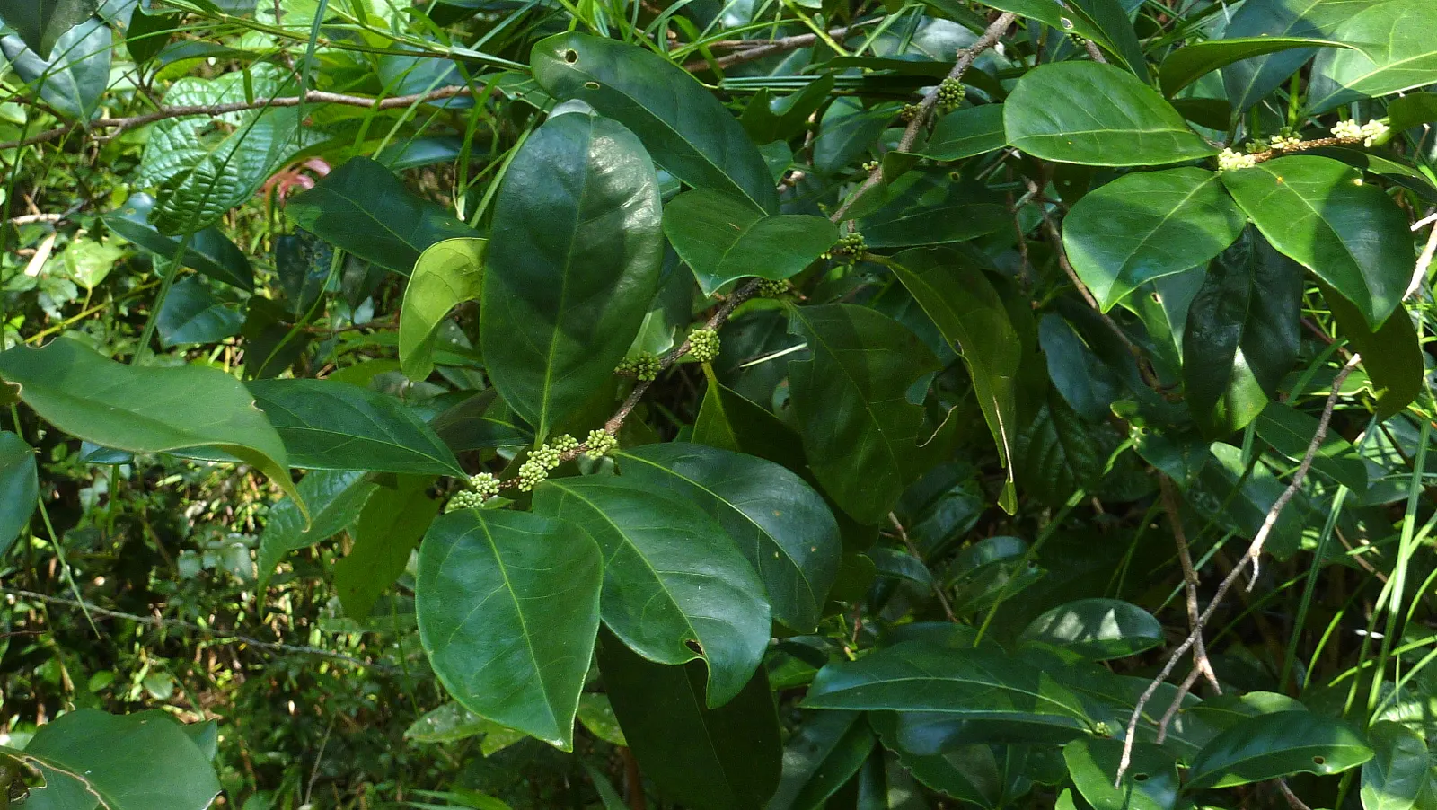 Mayten Tree (Maytenus Boaria) — Regular pruning maintains its shape, and it tolerates urban pollution; the Mayten Tree, Maytenus boaria, is an elegant