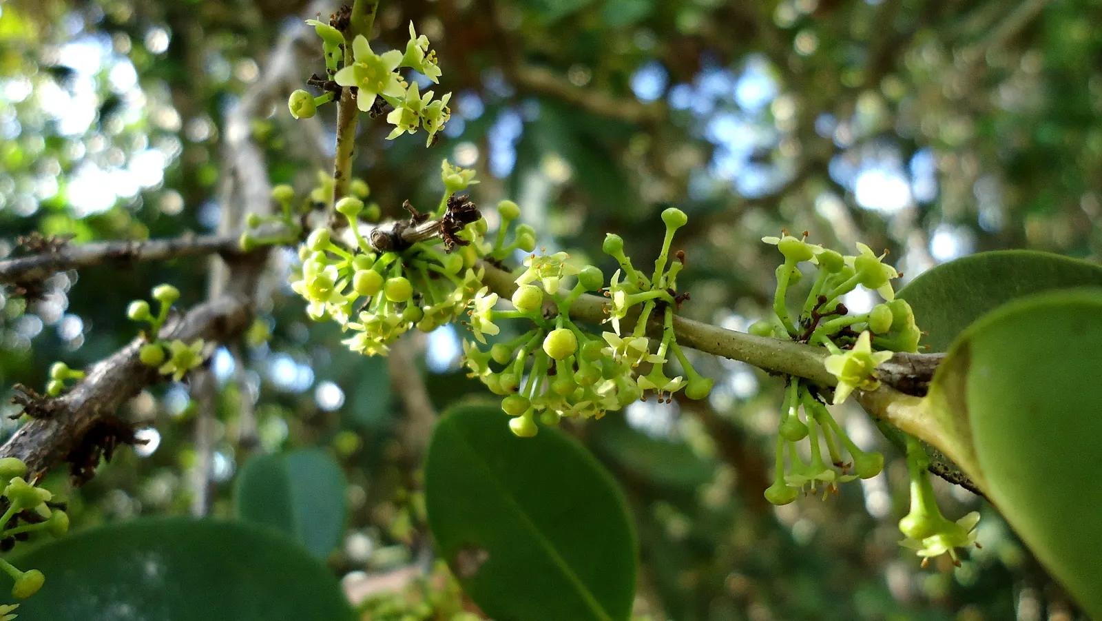 Mayten Tree (Maytenus Boaria) — it should be situated in full sun to partial shade; this tree is recognized for its fine