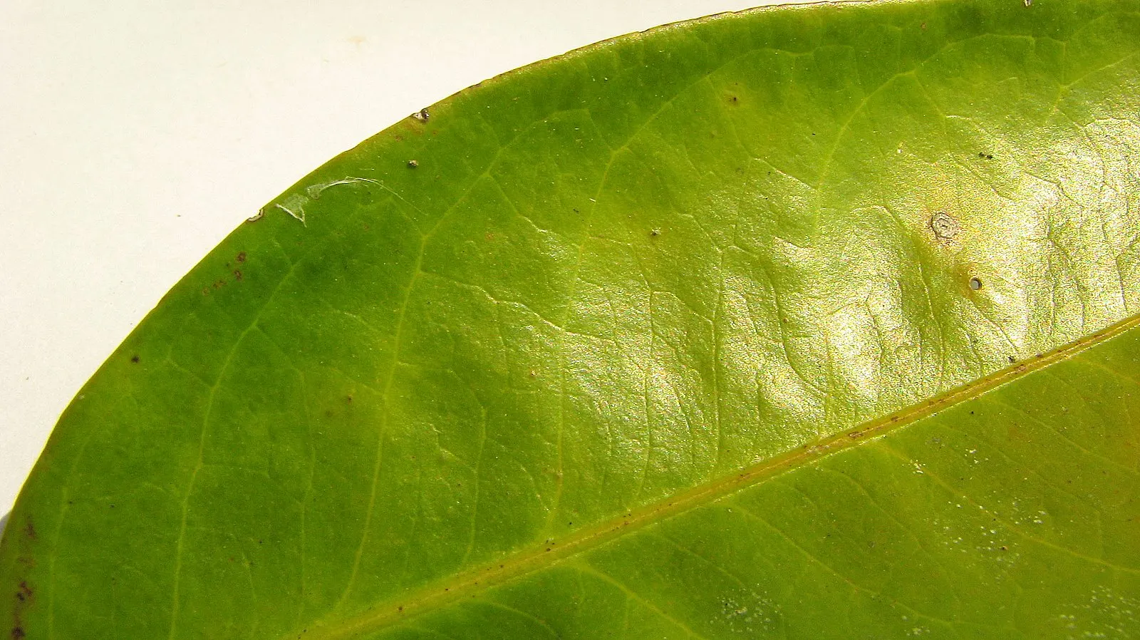 Mayten Tree (Maytenus Boaria) — Its slender branches and small leaves create a soft, lacy canopy, offering light, dappled shade; notably Chile and Argentina