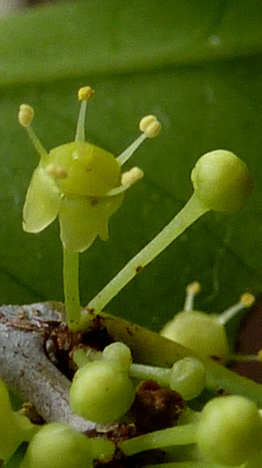 Mayten Tree (Maytenus Boaria) — is an elegant and versatile evergreen species hailing from South America; inconspicuous greenish-white flowers