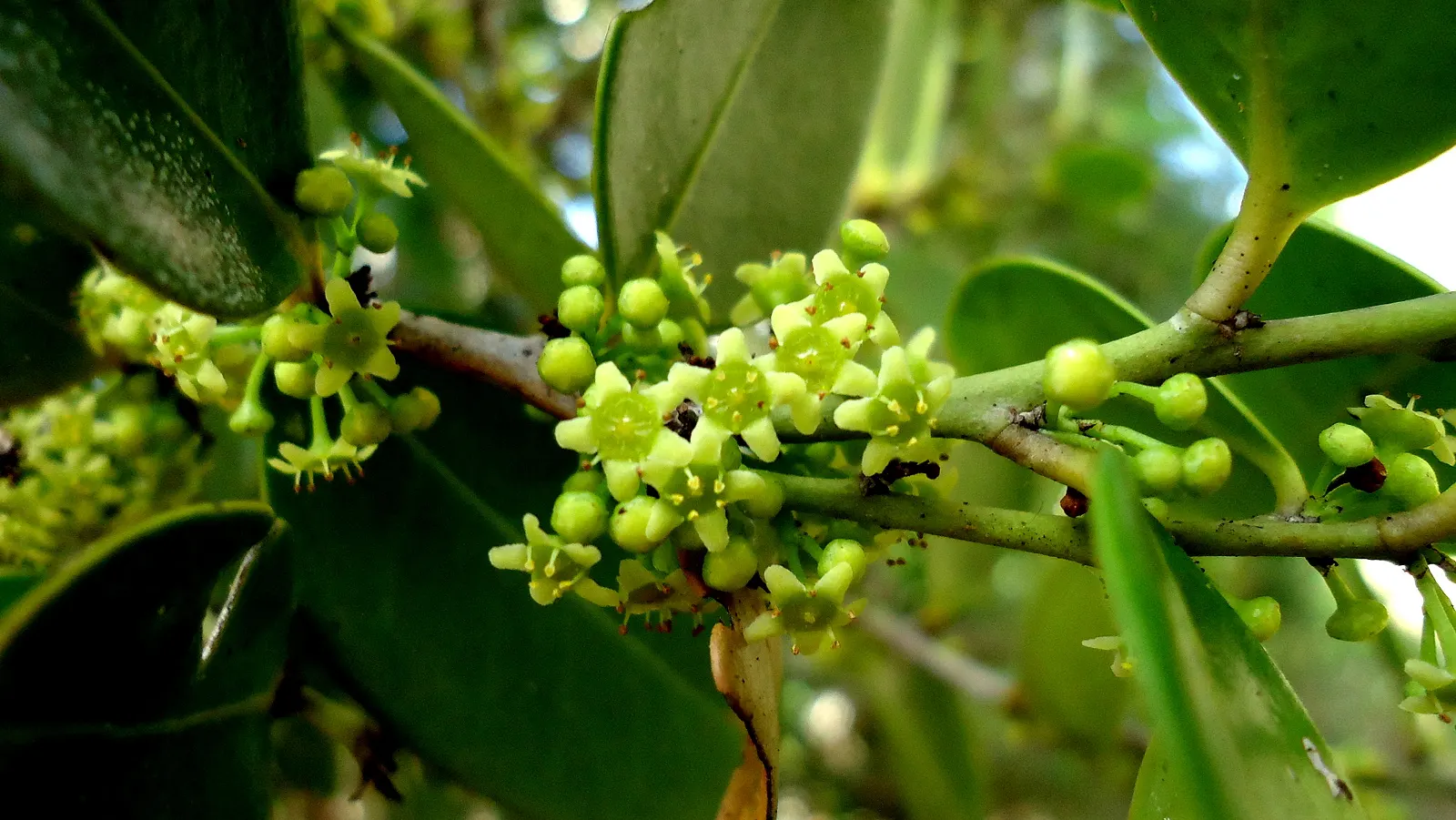 Mayten Tree (Maytenus Boaria) — The Mayten Tree, Maytenus boaria, is an elegant evergreen, ideal for grace and texture in landscapes