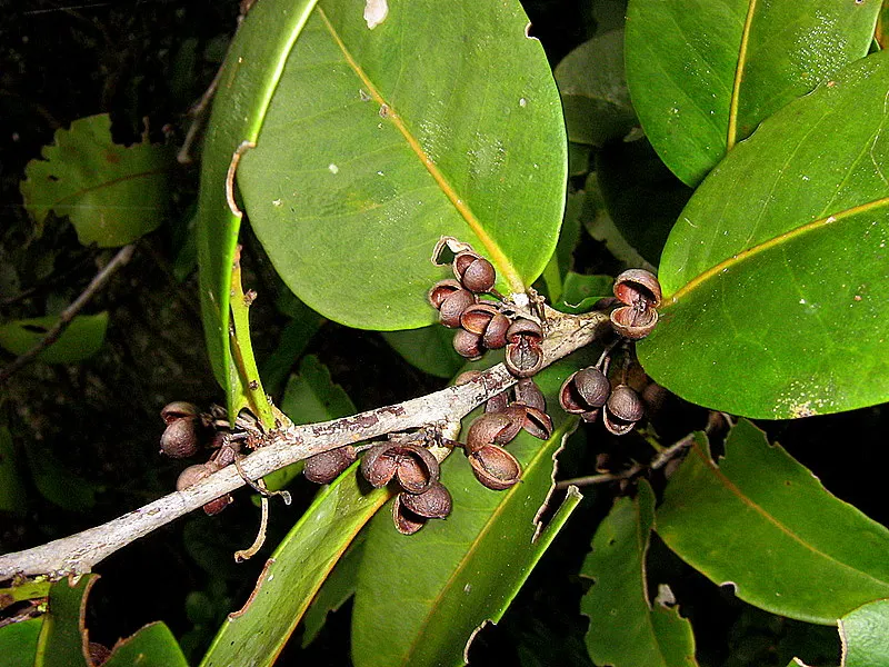 Mayten Tree (Maytenus Boaria) — this tree is recognized for its fine; it should be situated in full sun to partial shade