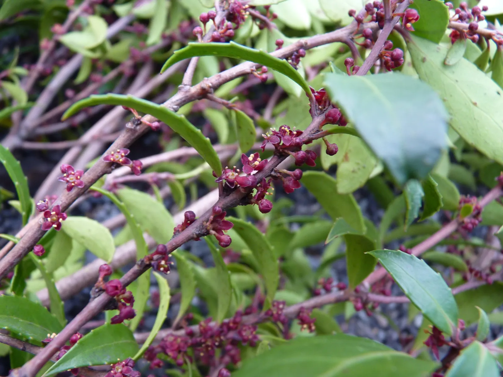 Mayten Tree (Maytenus Boaria) — the tree is drought-tolerant once established; its non-invasive root system makes it suitable for locations near paths or