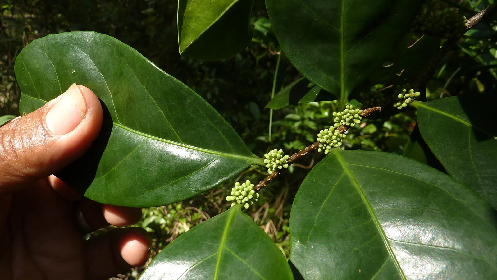 Mayten Tree (Maytenus Boaria) — notably Chile and Argentina; its slender branches and small leaves create a soft, lacy canopy, offering light, dappled shade