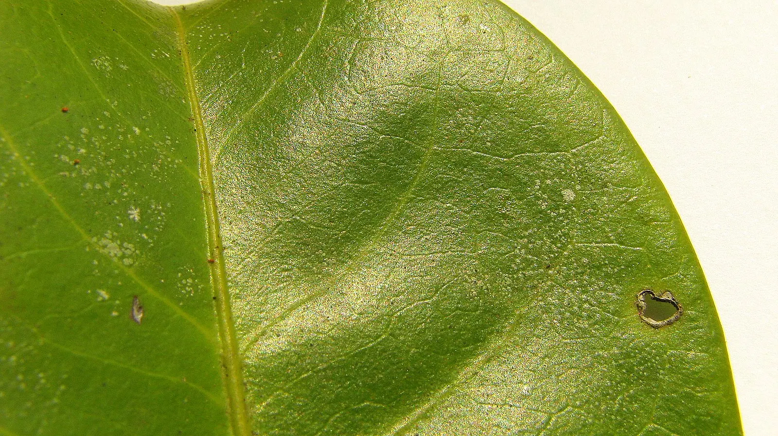 Mayten Tree (Maytenus Boaria) — Adaptable to varied soils, it prefers full sun to light shade; requiring minimal supplemental watering.<br><br>For optimal