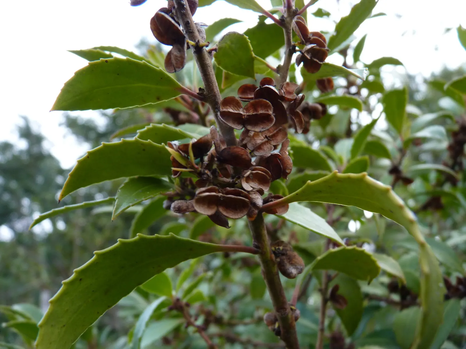 Mayten Tree (Maytenus Boaria) — requiring minimal supplemental watering.<br><br>For optimal growth; adaptable to varied soils, it prefers full sun to light