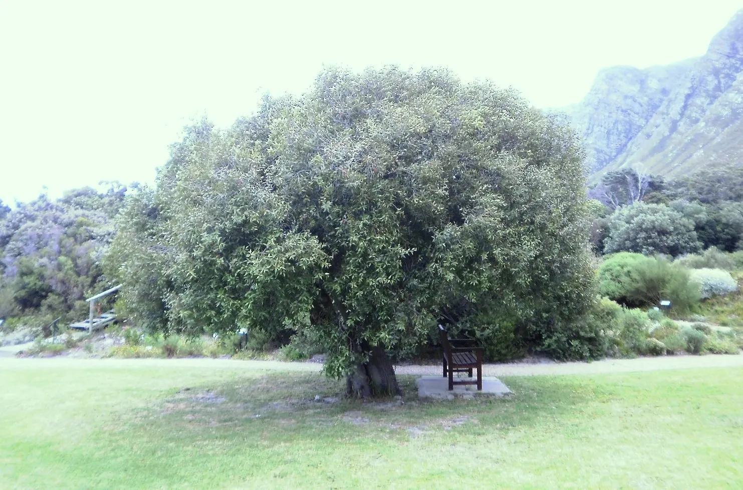 Mayten Tree (Maytenus Boaria) — This canopy offers dappled shade; enhancing the landscape with its refined form and serene presence, image 62