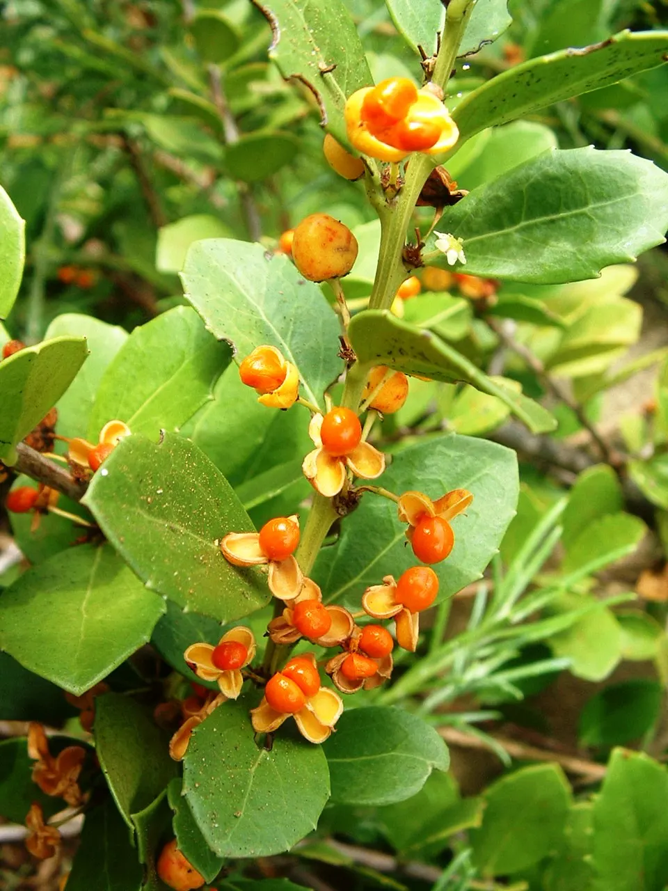 Mayten Tree (Maytenus Boaria) — the Mayten Tree offers subtle; tree for full, image 69