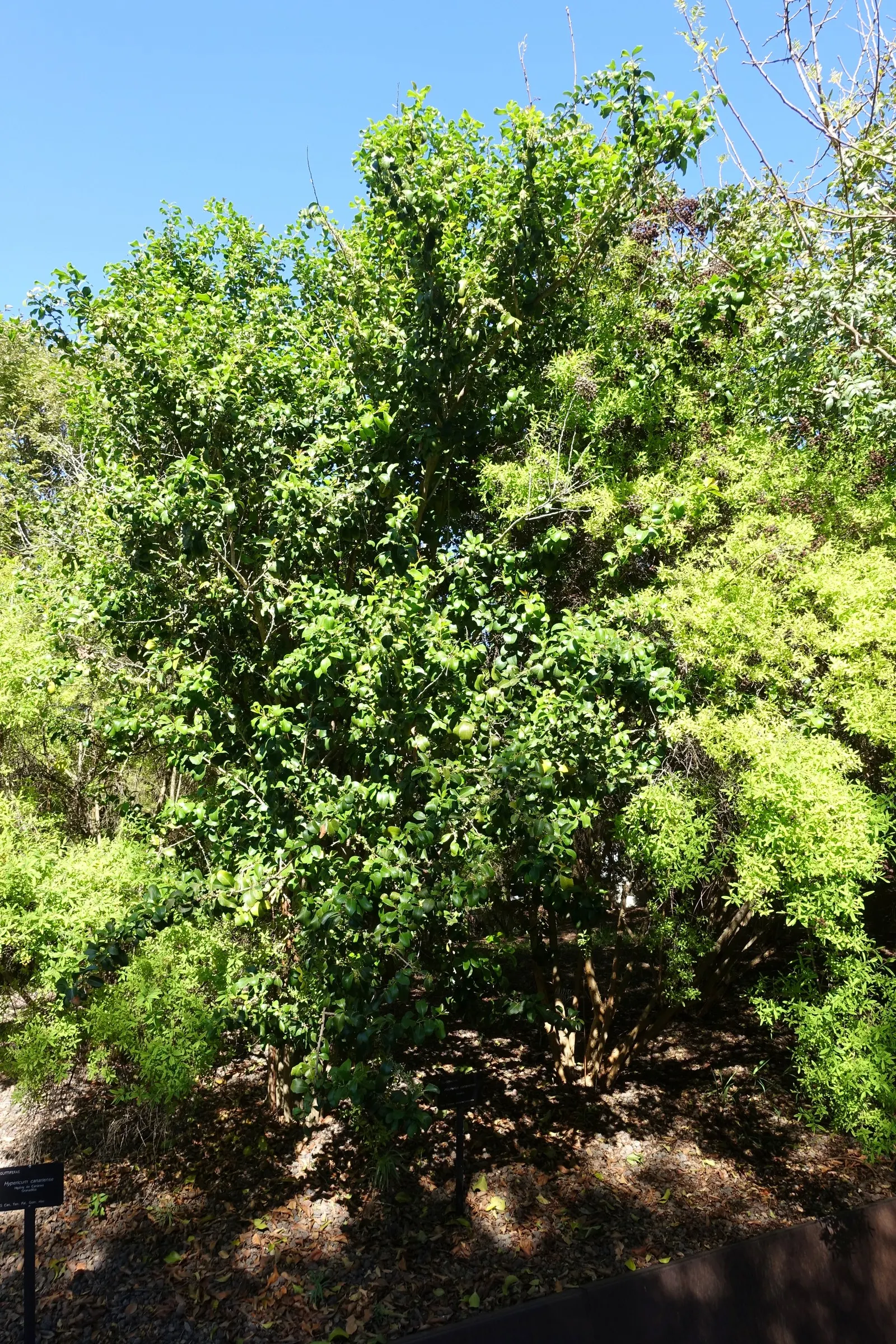 Mayten Tree (Maytenus Boaria) — tree for full; the Mayten Tree offers subtle