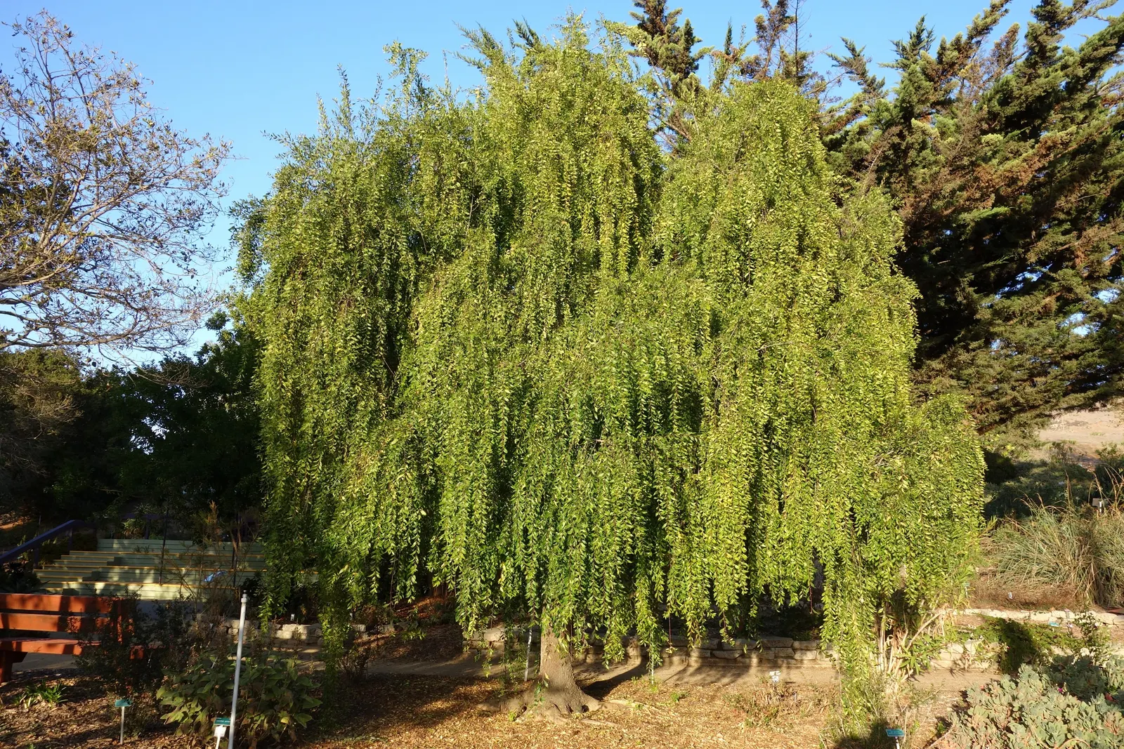 Mayten Tree (Maytenus Boaria) — Regular pruning maintains its shape, and it tolerates urban pollution; the Mayten Tree, Maytenus boaria, is an, image 76