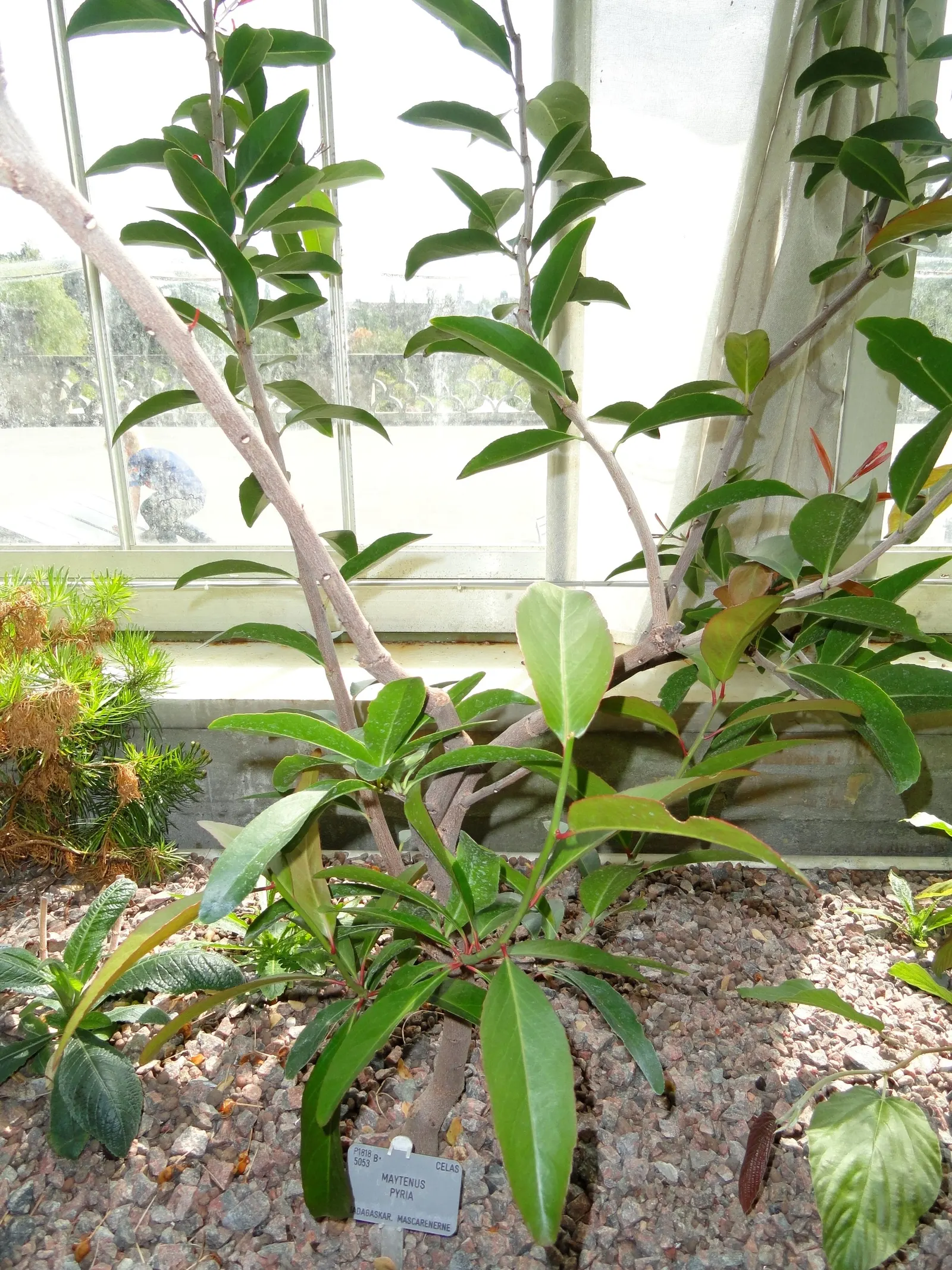 Mayten Tree (Maytenus Boaria) — scientifically named Maytenus boaria; it thrives best in USDA hardiness zones 8-11 and prefers well-draining soil, image 54