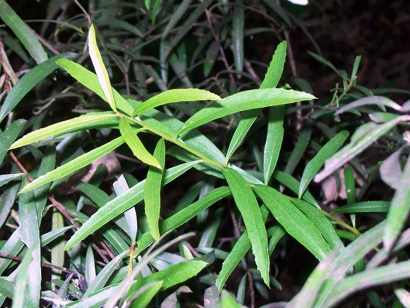 Mayten Tree (Maytenus Boaria) — is an elegant and versatile evergreen species hailing from South America; inconspicuous greenish-white flowers, image 55