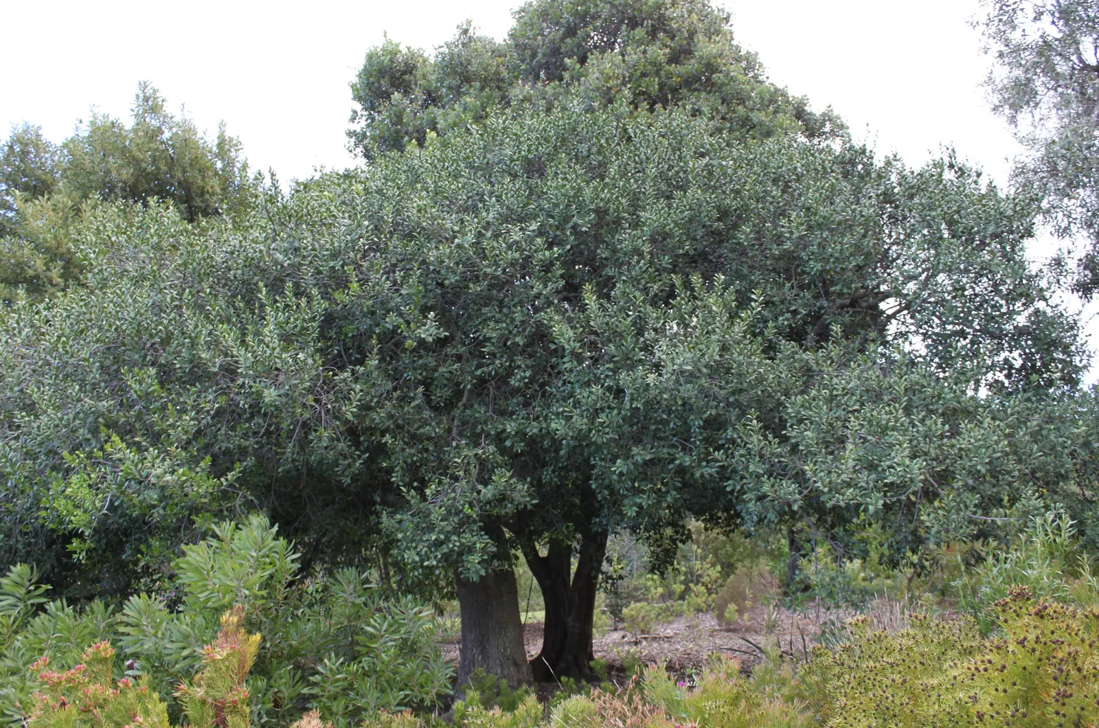 Mayten Tree (Maytenus Boaria) — With its fine weeping foliage, the Mayten grows to a height of 20-30 feet and spreads 15-20 feet wide