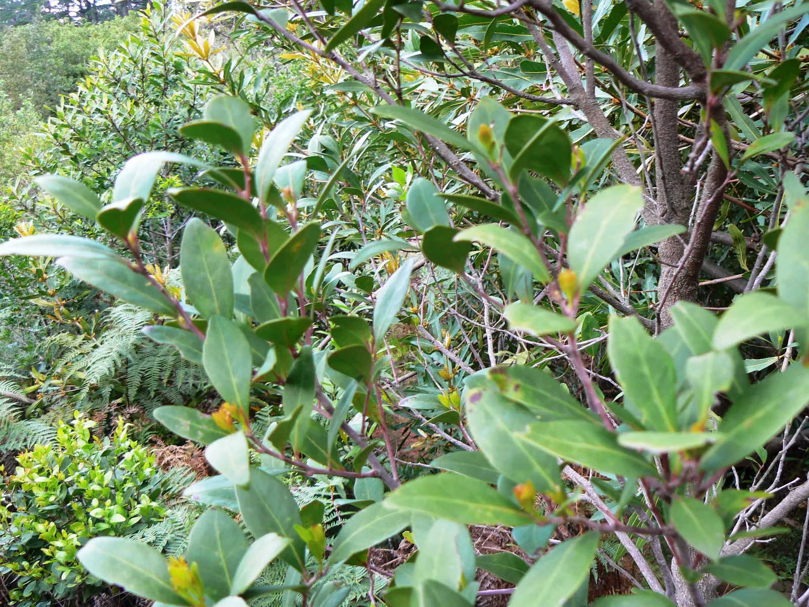 Mayten Tree (Maytenus Boaria) — The Mayten Tree, Maytenus boaria, is an elegant evergreen, ideal for grace and texture in landscapes; regular, image 73