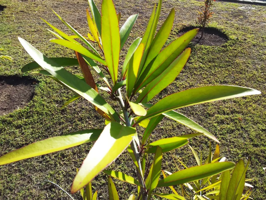 Mayten Tree (Maytenus Boaria) — Adaptable to varied soils, it prefers full sun to light shade; requiring minimal supplemental watering.<br><br>For, image 51