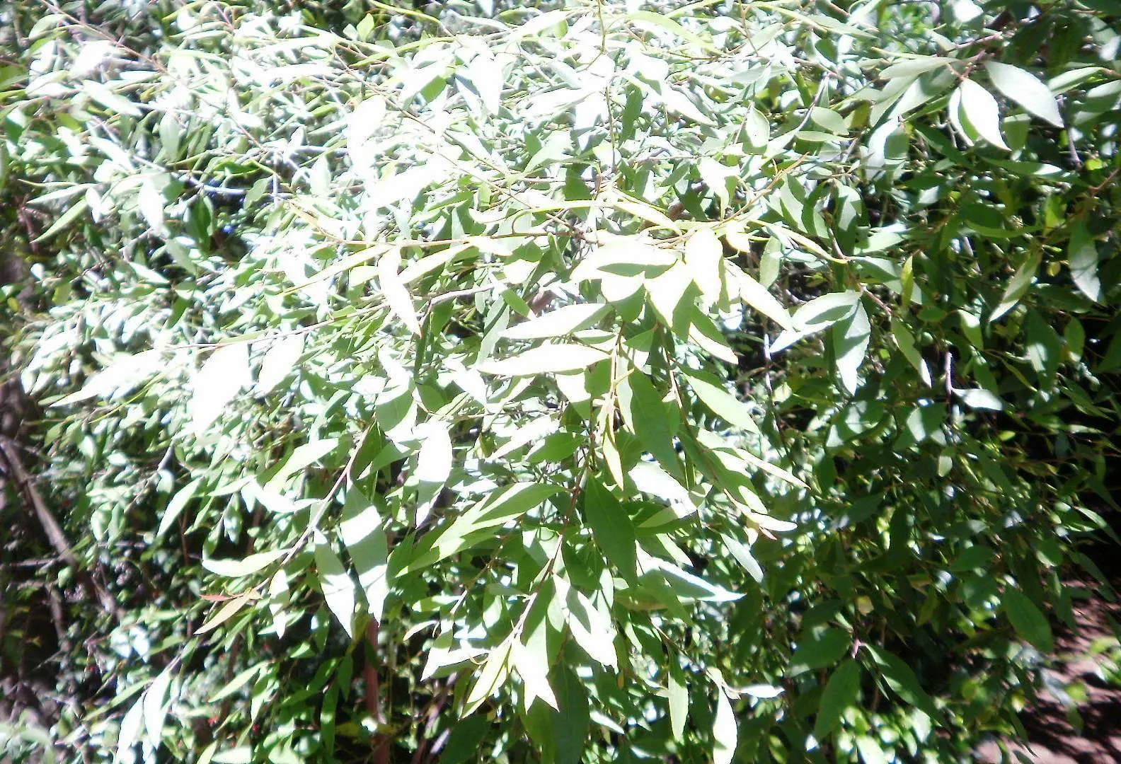 Mayten Tree (Maytenus Boaria) — this tree is recognized for its fine; it should be situated in full sun to partial shade, image 58