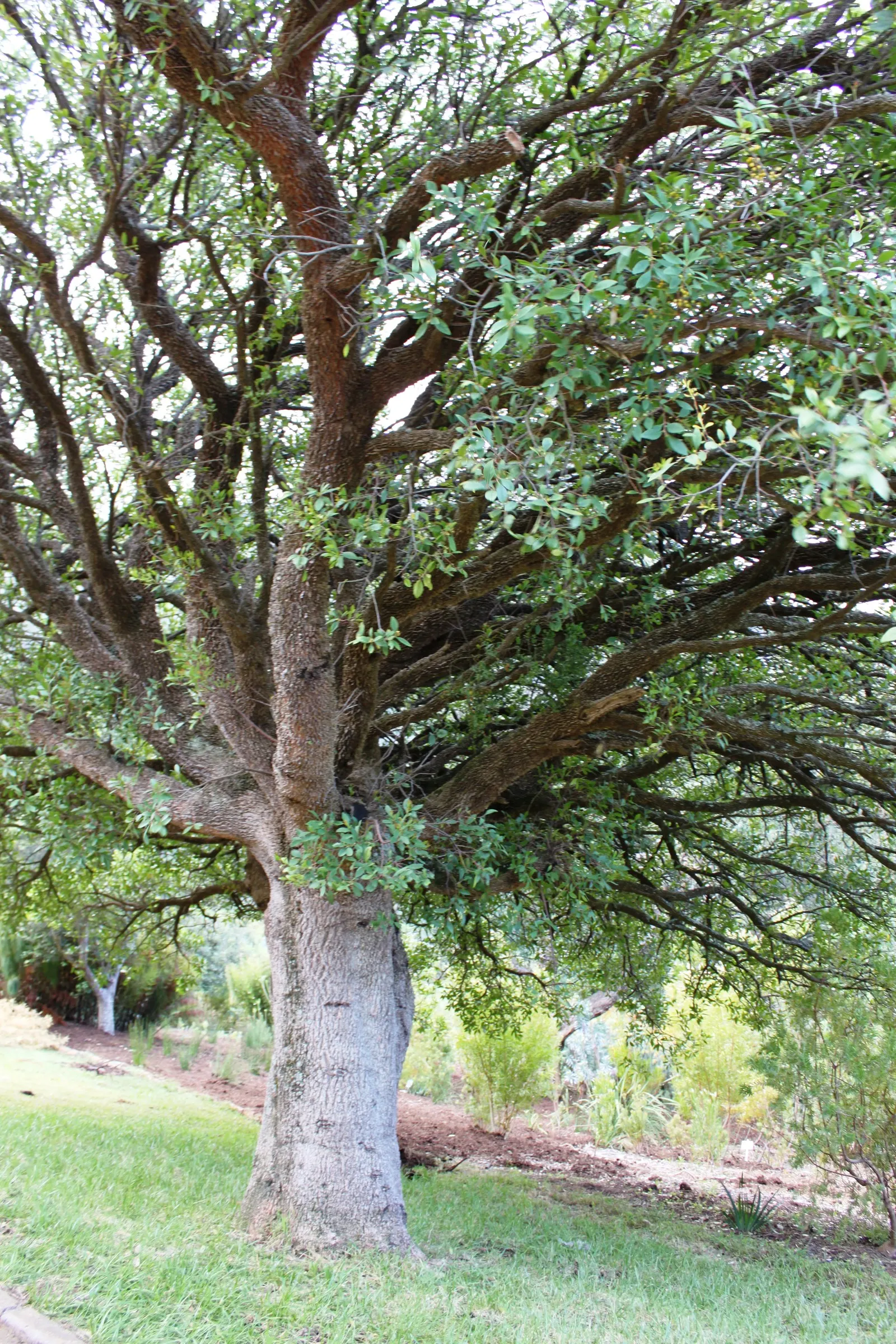 Mayten Tree (Maytenus Boaria) — Its slender branches and small leaves create a soft, lacy canopy, offering light, dappled shade; notably Chile and, image 53